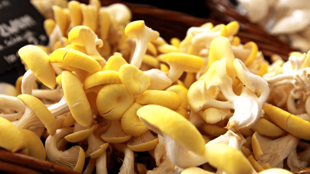 The Types of Oyster Mushrooms Which to Choose + Top Recipes